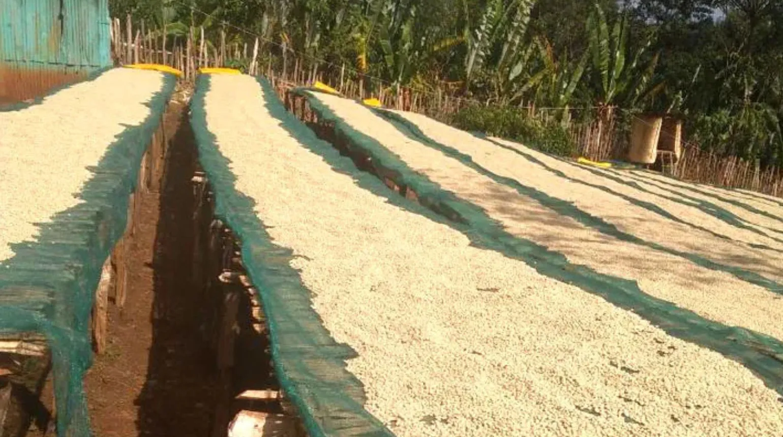 Ethiopia Selezione Omkafè 100% arabica - letti rialzati