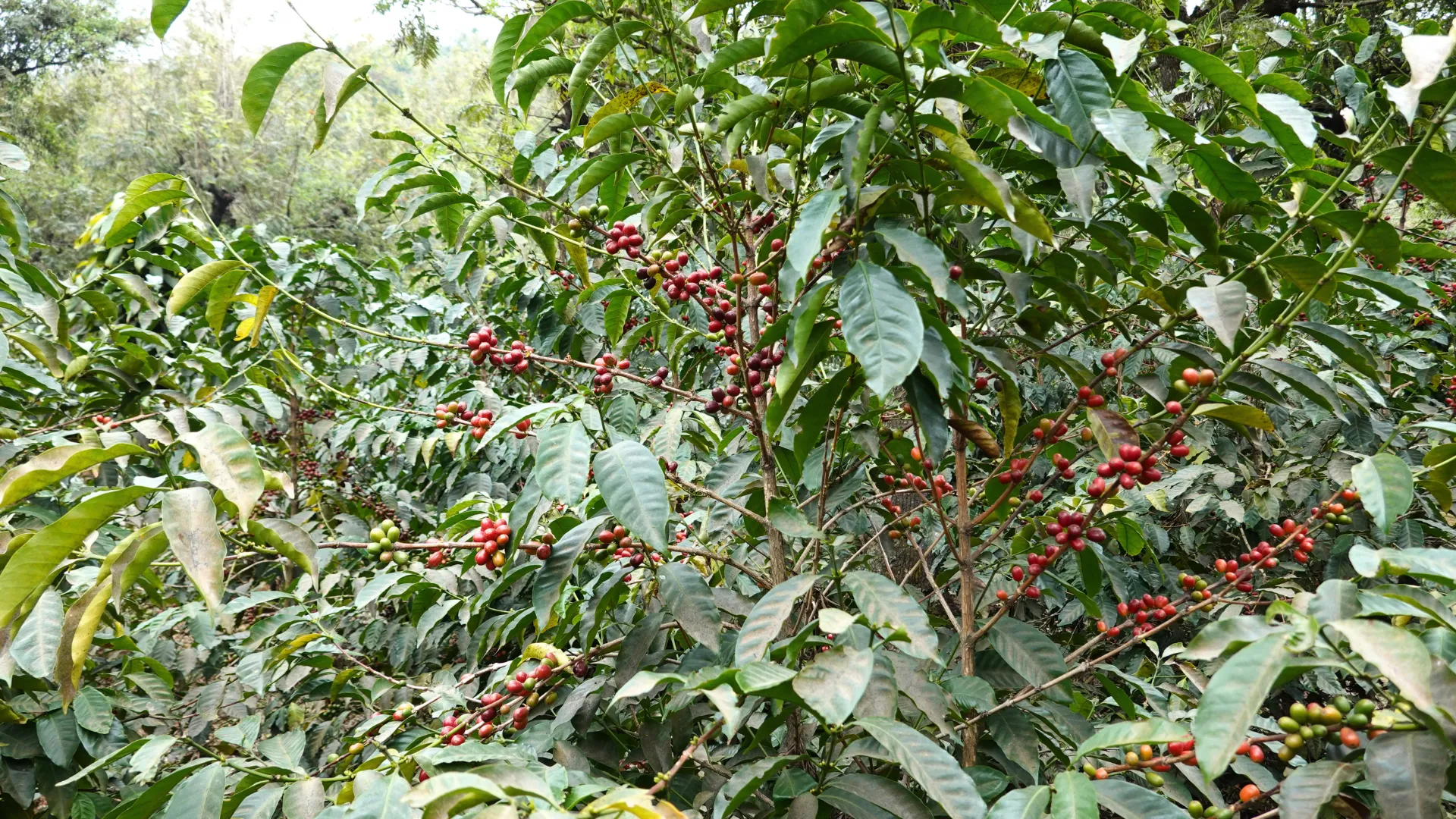Ethiopia Selezione Omkafè 100% arabica 250 g coffee beans