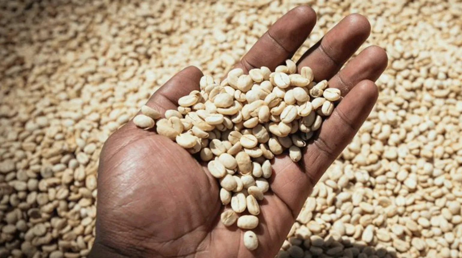 Ethiopia Selezione Omkafè 100% arabica - mano lavoratore