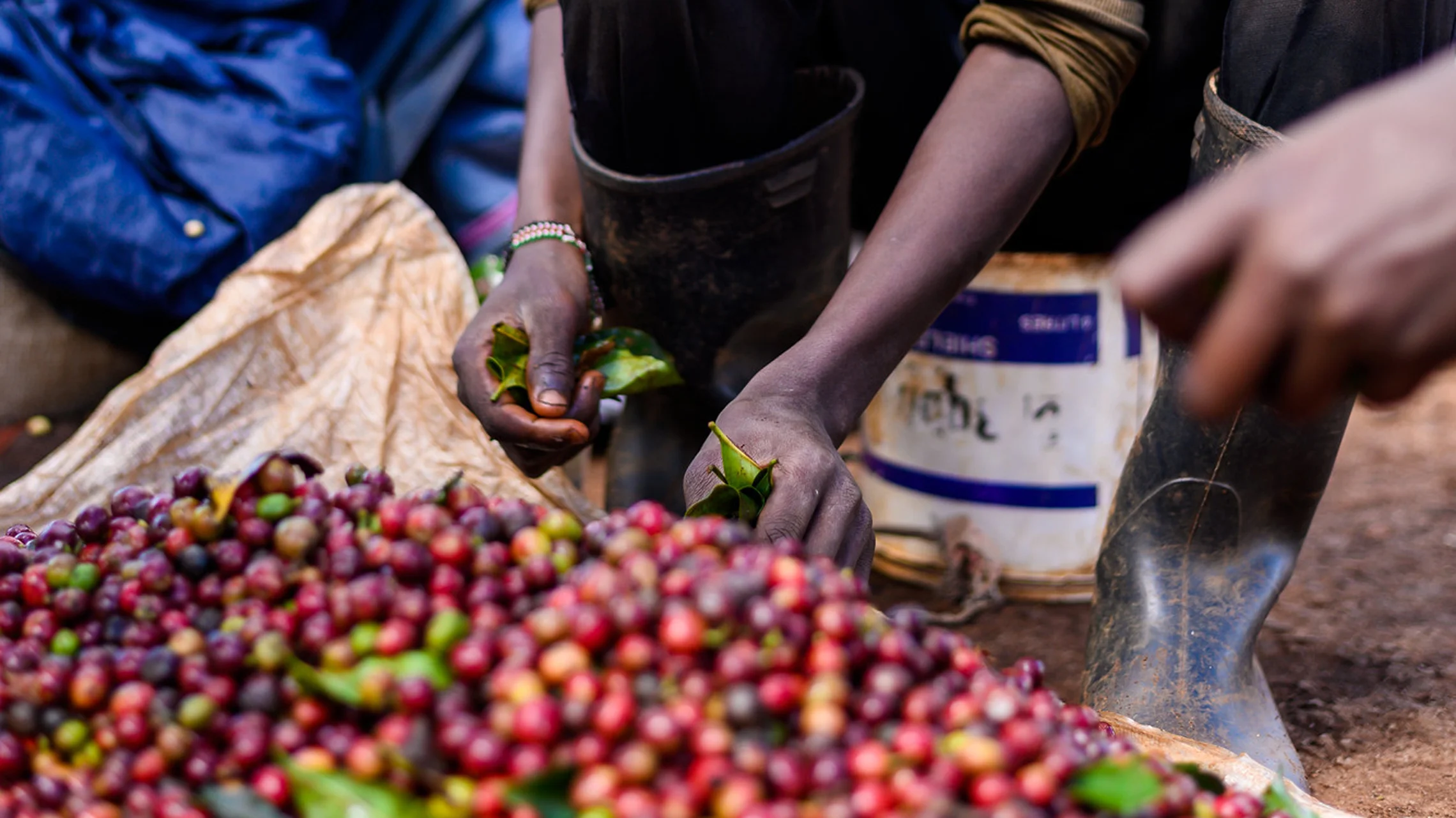 Kenya Selezione Omkafè 100% arabica