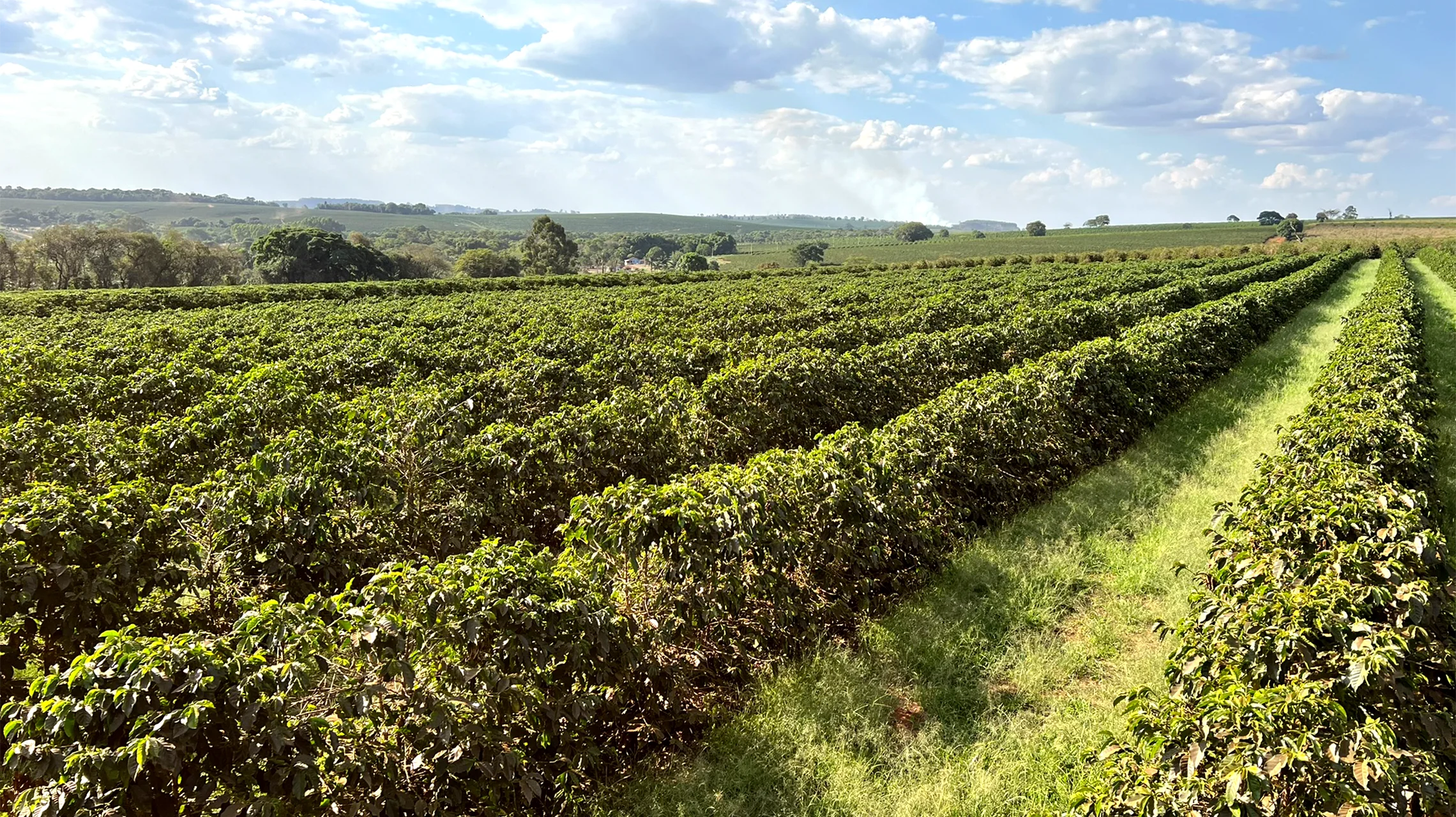 Rwanda Selezione Omkafè 100% arabica