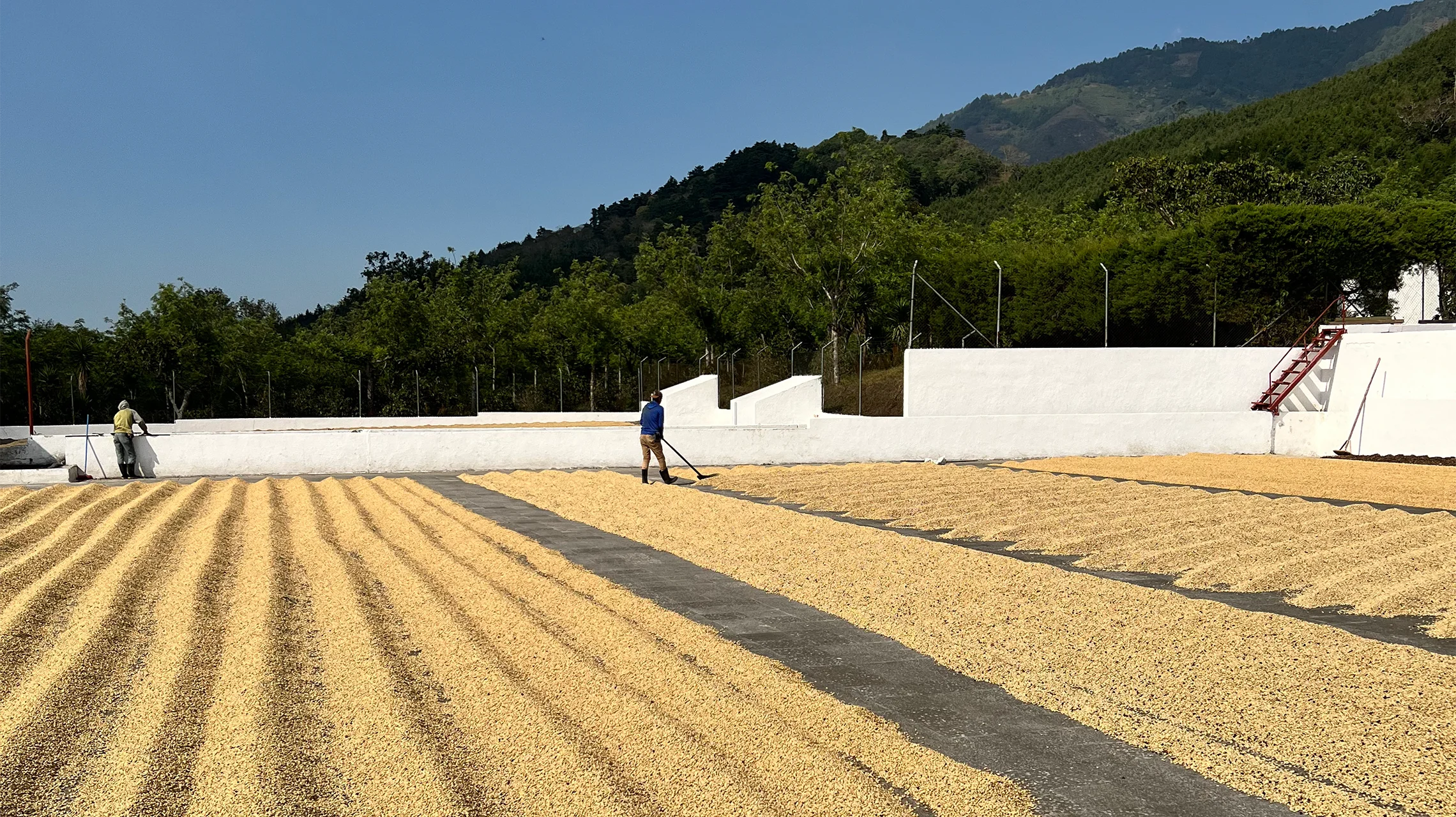 Guatemala Selezione Omkafè 250 g beans 100% arabica