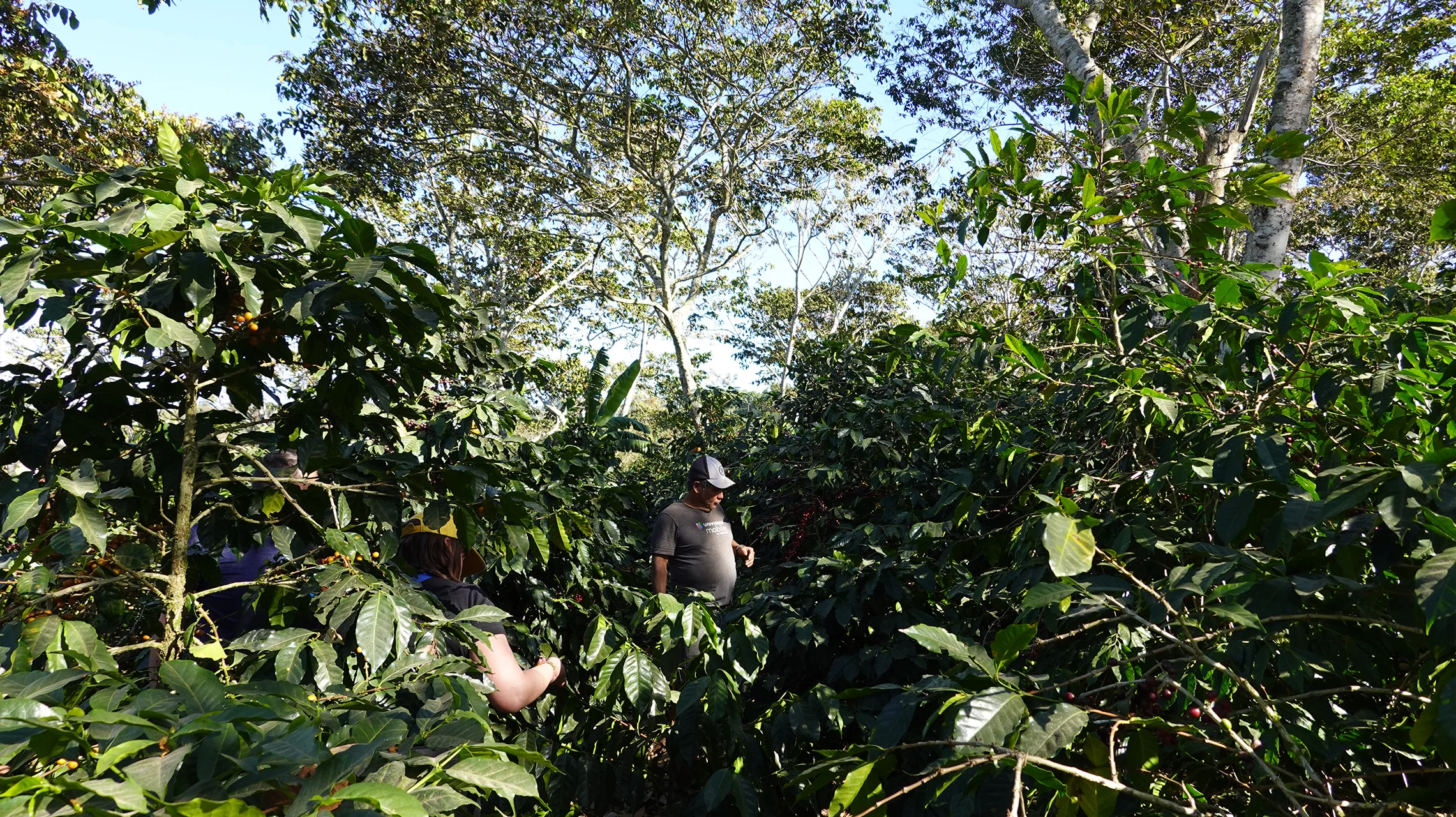 Guatemala Selezione Omkafè 250 g beans 100% arabica