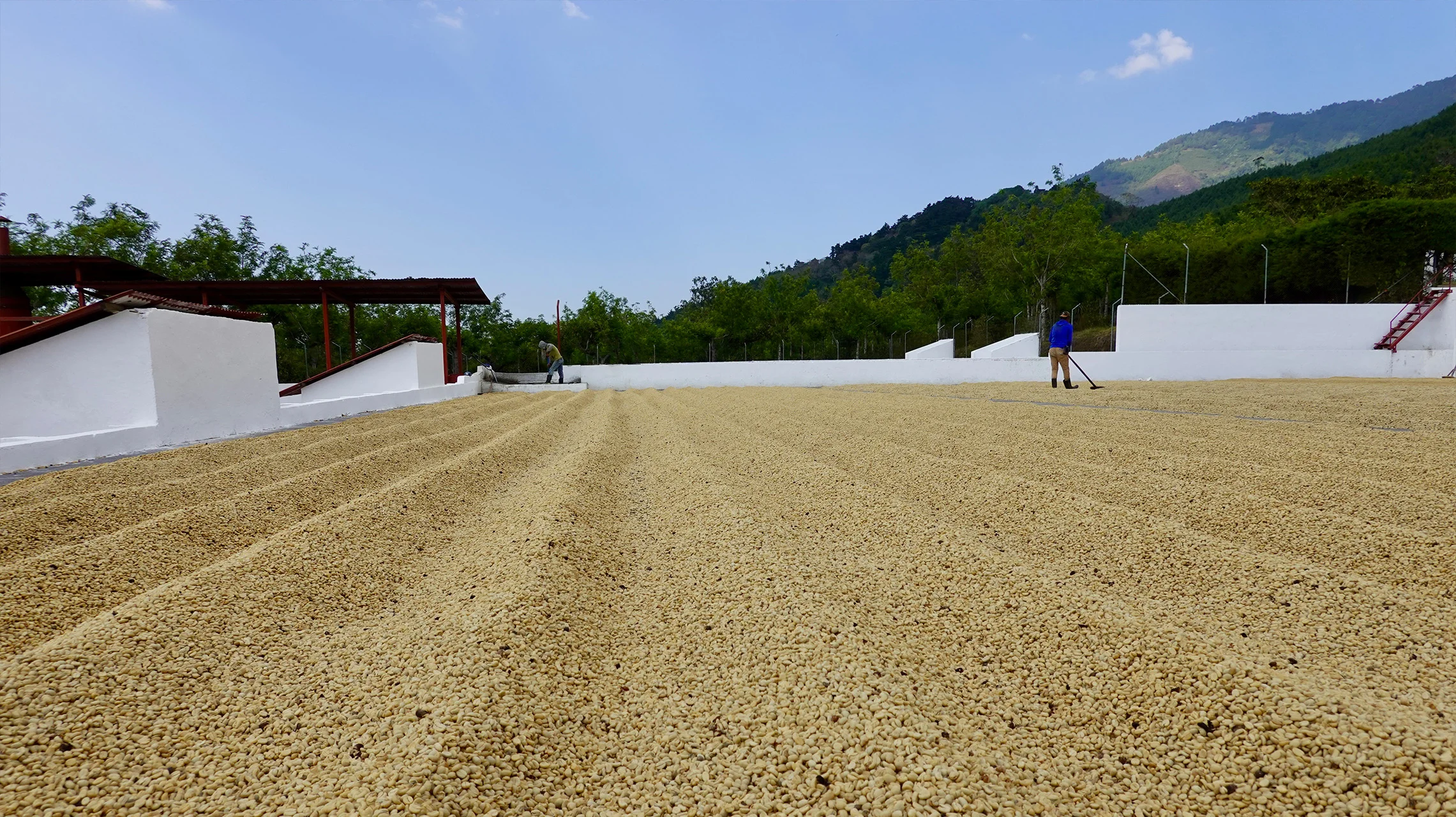 Selezione Omkafè caffè crudo